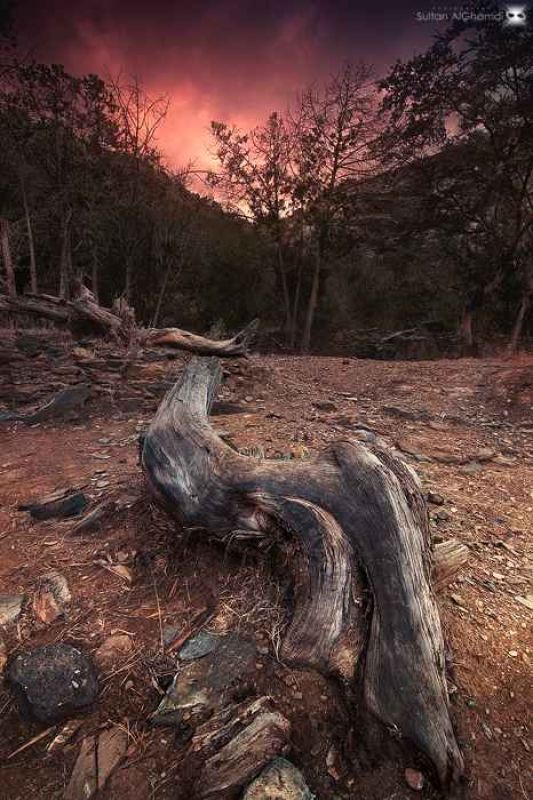 the dead tree.jpg
